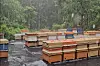Bees stay inside their hives in Namyangju, Gyeonggi, on May 16, after a heavy downpour swept through the area. [KOREA BEEKEEPING ASSOCIATION]