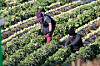 Two people are seen working at a radish farm in Gangneung, Gangwon, on Dec. 22. [YONHAP]