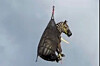 In this image taken from June 8, video by the Rutherford County Sheriff's Office in Rutherford County, Tennessee, shows the airlifting of a zebra named Ed that had evaded capture for several days after it ran away from its owner. [AP/YONHAP]