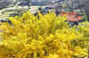 A ginkgo tree with bright yellow leaves inside the Gwaneum Temple grounds in Jeju is seen on the morning of Nov. 21. [YONHAP]