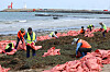 Local clean-up crews from Jeju City collect large amounts of seaweed washed ashore at Iho Beach in Jeju on April 16. [YONHAP]