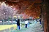 Autumn foliage draws visitors to a road lined with Metasequoia trees in Damyang County, South Jeolla, on Nov. 21. [DAMYANG COUNTY]