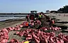 Local clean-up crews from Jeju City collect large amounts of seaweed washed ashore at Iho Beach in Jeju on April 16. [YONHAP]