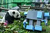 Ding Ding the Giant Panda enjoys a treat during a celebration of her eighth birthday at Moscow Zoo. [AP/YONHAP]