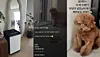 Past social media posts uploaded by a controversial woman nicknamed ″Injunction Aunt″ who is accused of providing illegal medical services to comedian Park Na-rae. The dog and interior seen in the video closely resemble Key’s, fueling speculation about a personal connection. [SCREEN CAPTURE]