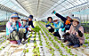 Participants of an urban farmer program, comprised of homemakers and retirees, plant lettuce seedlings at the farm of Kim Jong-hyun, fourth from right, in Jeongbong-dong, Heungdeok District, Cheongju, North Chungcheong, on June 30. [KIM SUNG-TAE]