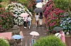 Visitors walk around a garden in Andeok-myeon, Seogwipo, on Jeju Island with umbrellas on June 12, with Korea's monsoon season to start with rain on the island the same day. [YONHAP]