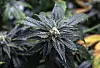 A cannabis plant ready to be harvested for cannabidiol (CBD) is seen on July 21, 2022. [JOONGANG ILBO]