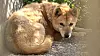 A Jindo dog [JOONGANG ILBO]