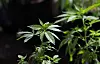 In this April 12, 2018, photo, a marijuana plant awaits transplanting at the Hollingsworth Cannabis Company near Shelton, Washington. [AP/YONHAP]