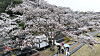 Cherry blossoms are in full bloom at Jeju National University's campus in Ara-dong, Jeju Island, on March 27. [YONHAP]