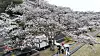 Cherry blossoms are in full bloom at Jeju National University's campus in Ara-dong, Jeju Island, on March 27. [YONHAP]
