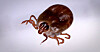 Pictured is a Haemaphysalis longicornis tick, a carrier of severe fever with thrombocytopenia syndrome (SFTS). [YONHAP]