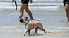 As a heat wave warning remains in effect across Korea on July 6, dogs play in the water at Hamdeok Beach in Jeju. [NEWS1]