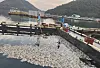 Rockfish float lifelessly at a fish farm in Geoje, South Gyeongsang, in August 2024, after succumbing to high sea temperatures. [JOONGANG ILBO]