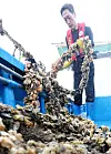 A sea squirt farmer removes dead sea squirts that appear cloudy and ruptured due to high temperatures at a farm in Tongyeong, South Gyeongsang, on Aug. 26, 2024. [YONHAP]