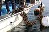 Oysters are shown dead at a farm in Goseong County, South Gyeongsang, in the summer of 2024 due to low-oxygen water masses. [GOSEONG COUNTY]