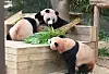 Lee's panda push could signal potential boon for Gwangju and diplomacy