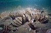 Celadon artifacts are discovered at sea off the coast of Mado Island, near South Chungcheong's Taean. [KOREA HERITAGE SERVICE]