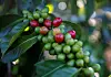 Arabica coffee cherries are seen on tree at a plantation near Pangalengan in West Java, Indonesia, on May 9, 2018. [REUTERS/YONHAP]