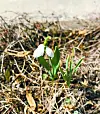Snowdrops are spring flowers native to temperate regions of Western Europe. [OH KYUNG-AH]