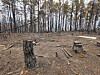 A pine forest on a mountain in Andong, North Gyeongsang, that was burned down by a wildfire [KIM JUNG-SEOK]