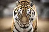 The tiger boom is here, but where are the tigers?