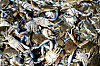 Blue crabs are reportedly devastating Italy's clam aquafarms. [AFP/YONHAP]