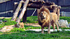 Barami, a male lion at Cheongju Zoo in North Chungcheong meets female lion Dodo on Oct. 23, 2023 at the zoo’s wildlife shelter. [JOONGANG ILBO]