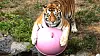 The Siberian tiger Taebaek plays with a plastic ball on the ground inside Seoul Grand Park in Gwacheon, Gyeonggi. [JOONGANG ILBO]