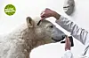 The polar bear Knut was turned into a taxidermy specimen at the Natural History Museum in Berlin, Germany. [MUSEUM FUR NATURKUNDE]