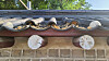 The photo shows broken roof tiles on the outer wall of Jongmyo Shrine in central Seoul on Sept. 16. [YONHAP]