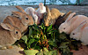 Rabbits are seen at an animal cafe in this file photo taken on Jan. 1, 2023. [JOONGANG ILBO]