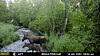 This image made from video provided by Donna Gail Shaw shows a view from a trail camera of a moose and calf in Anchorage, Alaska, on July 14, 2020. [AP/YONHAP]