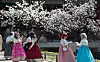 Tourists in hanbok, or Korean traditional dress, walk past flowering trees in Gyeongbok Palace in Jongno District, central Seoul, on April 1. [NEWS1]