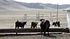Cattle graze on dried grass in Jargalant in Ulaanbaatar, Mongolia on April 15. [GLOBAL CIVIC SHARING]