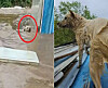An online streamer going by Aegyeon is being praised for rescuing this dog that was chained and swept up in floodwaters in Seosan, South Chungcheong, on July 17. [SCREEN CAPTURE]