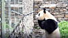 Giant panda Fu Bao puts their hands together and bows toward visitors at the Chengdu Research Base of Giant Panda Breeding. [SCREEN CAPTURE]