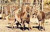 Deer living in the campus of the Korea Military Academy in northern Seoul are seen in this photo captured from the academy's newspaper. [SCREEN CAPTURE]