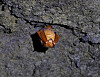 Reddish-black myotis, otherwise known ″golden bat,″ hangs from a cave ceiling. [JEJU WORLD NATURAL HERITAGE CENTER]