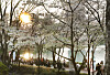 Cherry blossoms are in full bloom at Seokchon Lake in Songpa District, southern Seoul, on April 8. [NEWS1]
