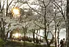 Cherry blossoms are in full bloom at Seokchon Lake in Songpa District, southern Seoul, on April 8. [NEWS1]