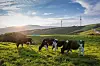 Cows feed on grass at Samyang Roundhill. [SAMYANG ROUNDHILL]