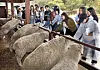 International visitors feed sheep at Samyang Round Hill on Sept. 20, as part of Gangwon's Wellness Tour. [PARK SANG-MOON]