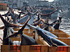Bluefin tuna caught off the coast of the East Sea are seen at a port in Yeongdeok, North Gyeongsang, on July 8. [NEWS1]