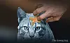 An illustration of animal abuse against cats [JOONGANG ILBO]
