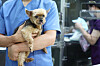 A veterinarian carries a dog at an animal clinic in Dongjak District, southern Seoul, on Aug, 5, 2024. [YONHAP]
