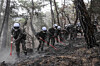 Soldiers from the Army's 50th Division closely examine a forest area while supporting a wildfire suppression operation in the Gyeongsang region on March 30. [YONHAP]