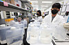 Researchers from the waterborne disease team at the Gyeonggi Provincial Health and Environment Research Institute test for Vibrio vulnificus bacterium in seawater collected from the sea in the province in Suwon, Gyeonggi on April 24. [YONHAP]