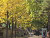 Pedestrians walk beneath the colorful canopy of autumn foliage over a street in Jung District, central Seoul, on Monday. According to the Korea Meteorological Administration, the winter cold is expected to arrive this week, with wind chill temperatures dropping below freezing. [NEWS1]
